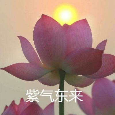 葫芦兄弟官方手游下载